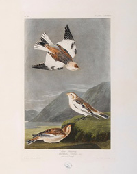 Snow Bunting 